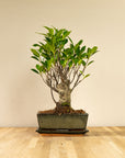 Ficus Eda