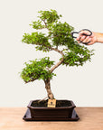 Bonsaï Ligustrum n°50