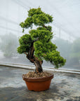 Juniperus Chinesis Itoigawa Nr.12