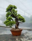 Juniperus Chinesis Itoigawa Nr.12