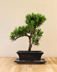 Podocarpus Onisan bonsai vooraanzicht