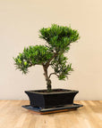 Podocarpus Onisan bonsai schuin aanzicht