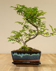 Zanthoxylum Katachi