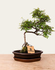 Bonsaï Zelkova n°49