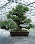Pinus Thunbergii nr.02
