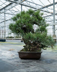 Pinus Thunbergii nr.02