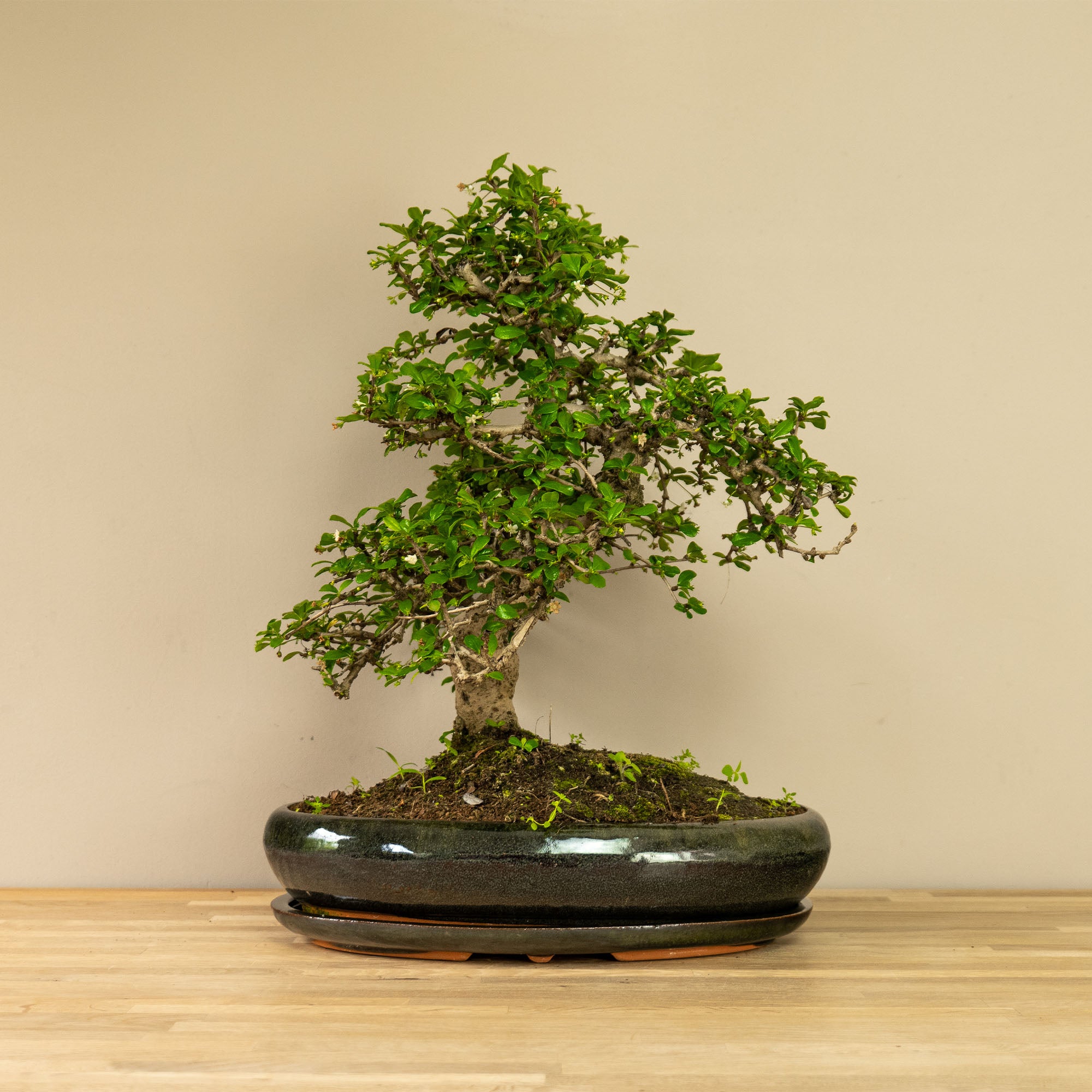 Carmona bonsai