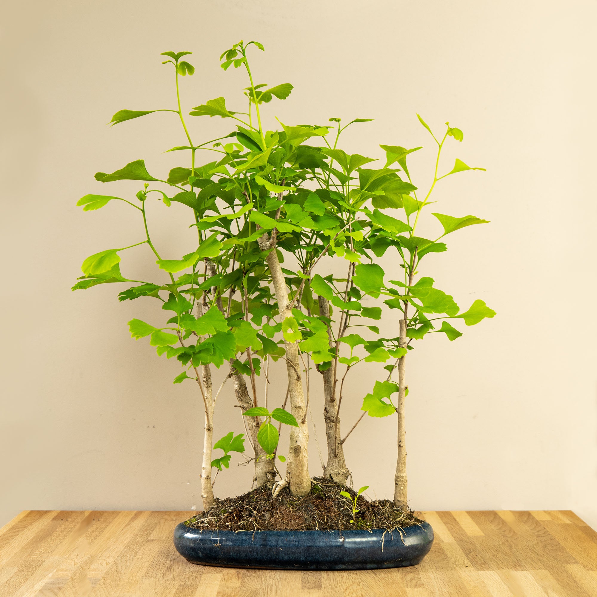 Ginkgo