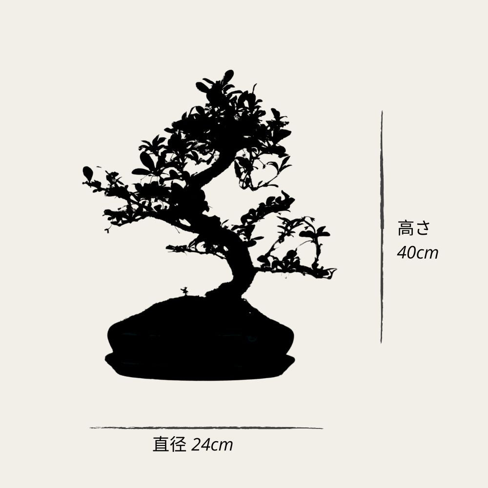 Carmona Chuu bonsai (bonsaiwonder) afmetingen 