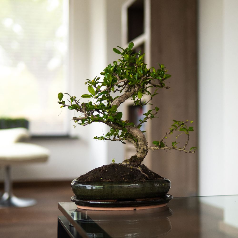 Carmona Chuu bonsai (bonsaiwonder) op tafel