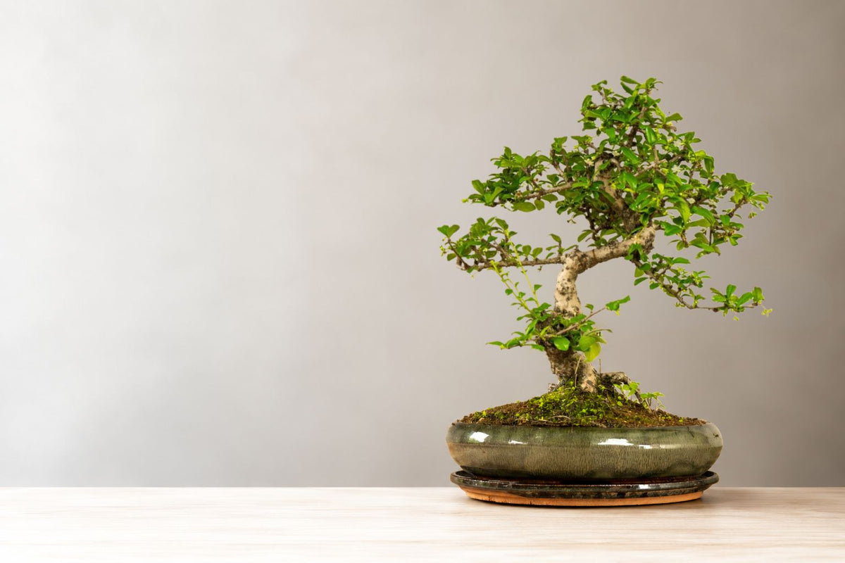 Entretien du bonsai Carmona