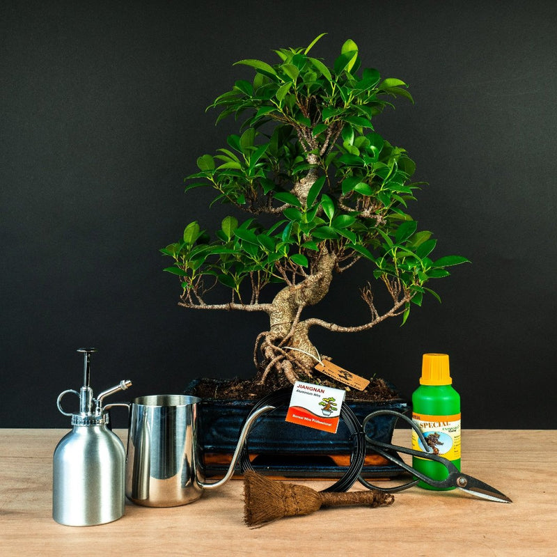 Kit de démarrage Ficus - complet