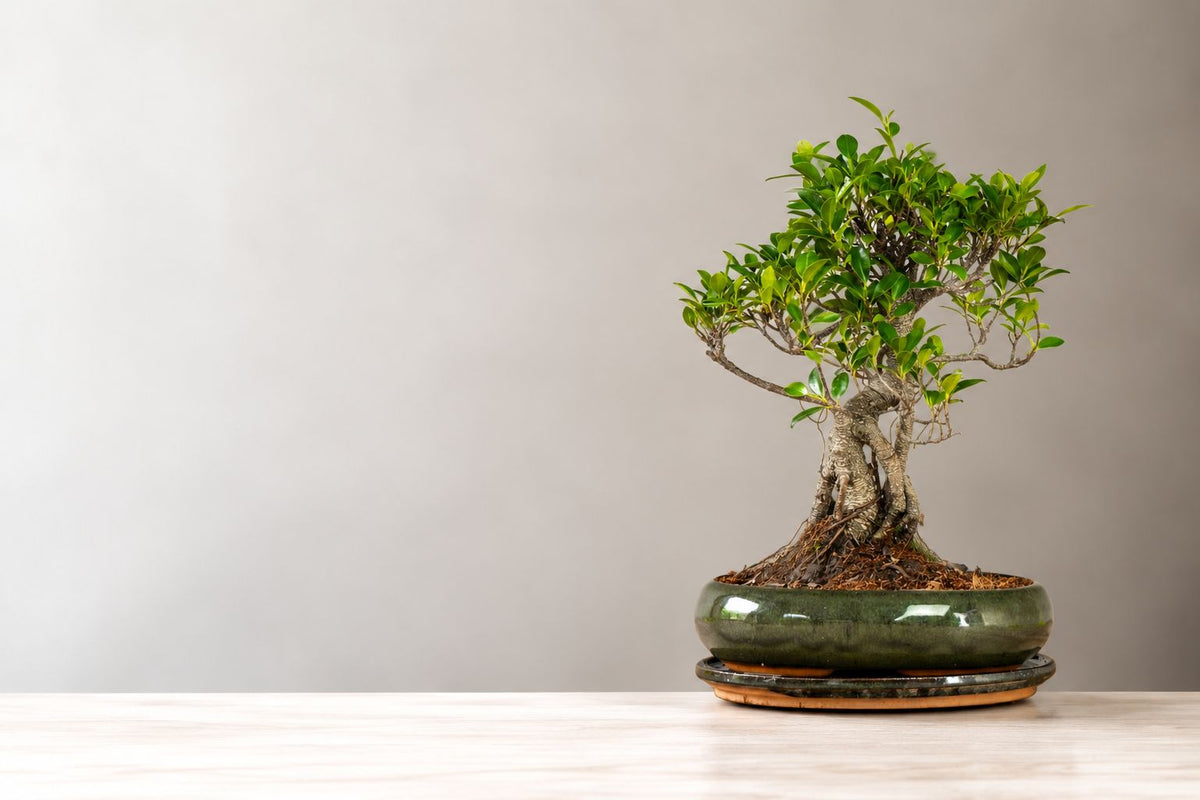 Entretien du bonsaï Ficus