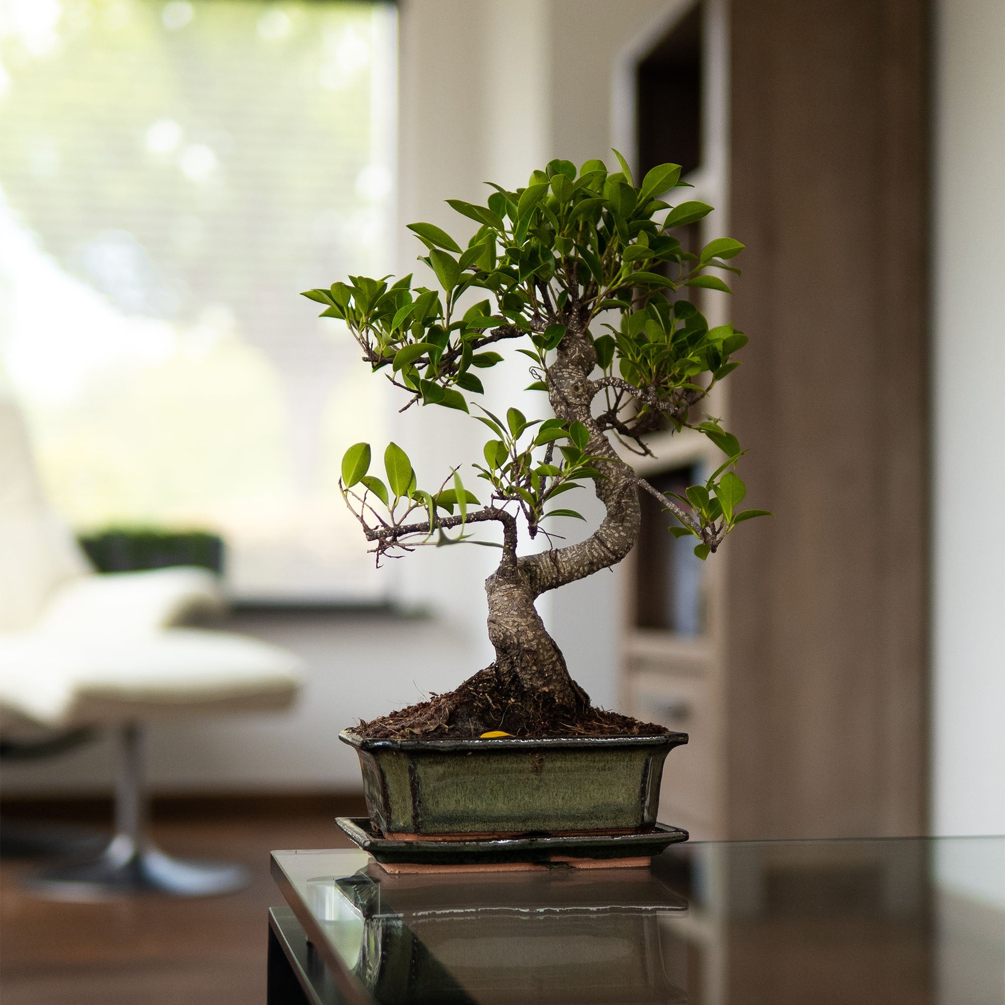 Ficus Jubara