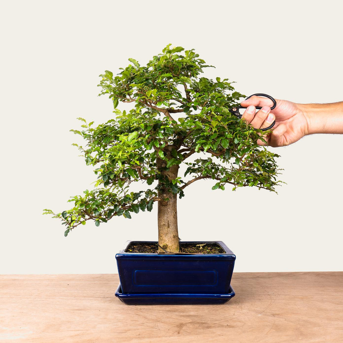 Bonsaï Ligustrum n°47