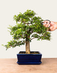Bonsaï Ligustrum n°47