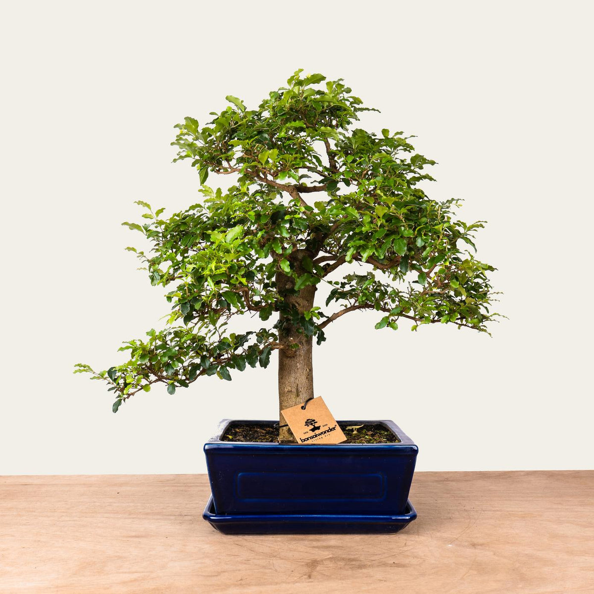 Bonsaï Ligustrum n°47