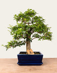 Bonsaï Ligustrum n°47