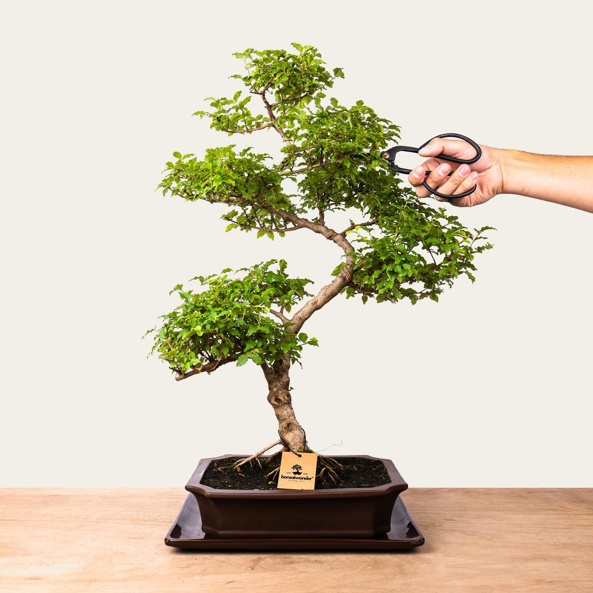 Bonsaï Ligustrum n°50
