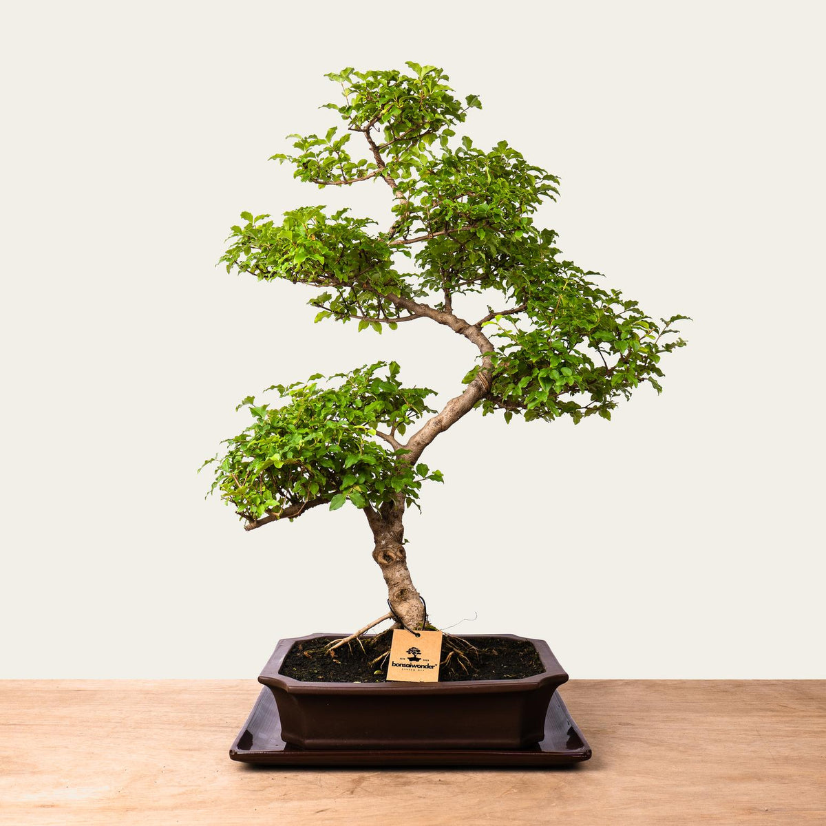 Bonsaï Ligustrum n°50