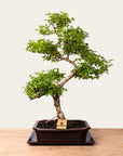 Bonsaï Ligustrum n°50