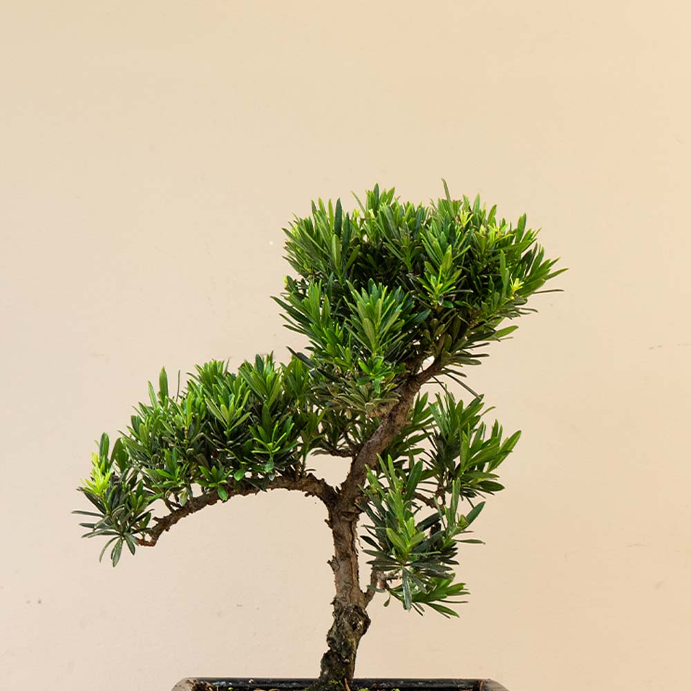Podocarpus Onisan bonsai inzoom op blad