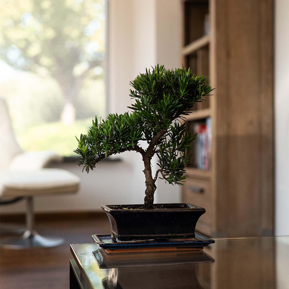 Podocarpus Onisan bonsai op tafel