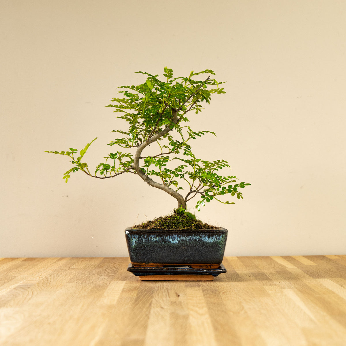Zanthoxylum Katachi
