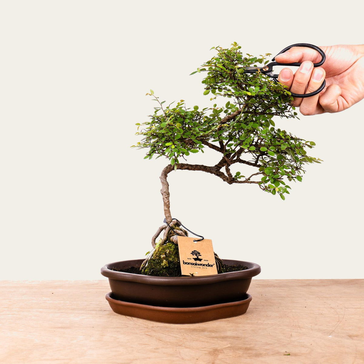 Bonsaï Zelkova n°49