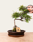 Bonsaï Zelkova n°49
