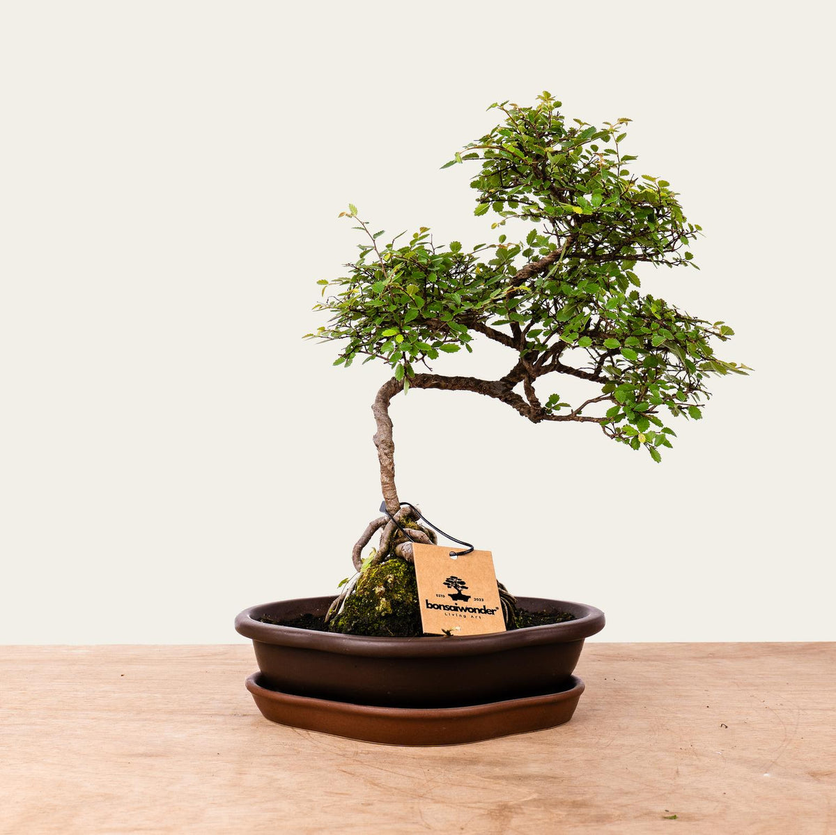 Bonsaï Zelkova n°49