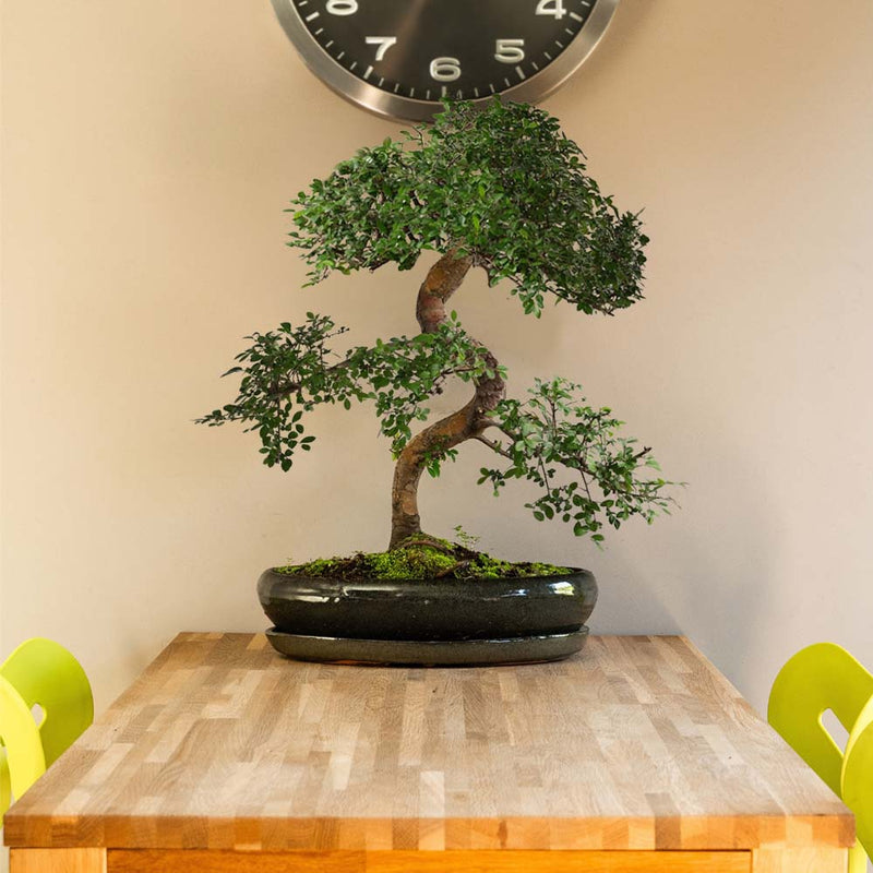 Zelkova Chōkei