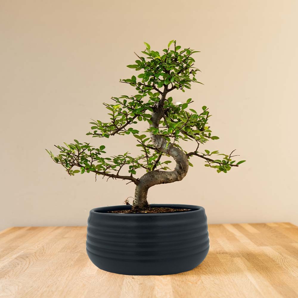 Zelkova Marui (zwart) vooraanzicht