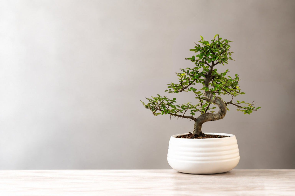 Zelkova (Chinese elm) bonsai care