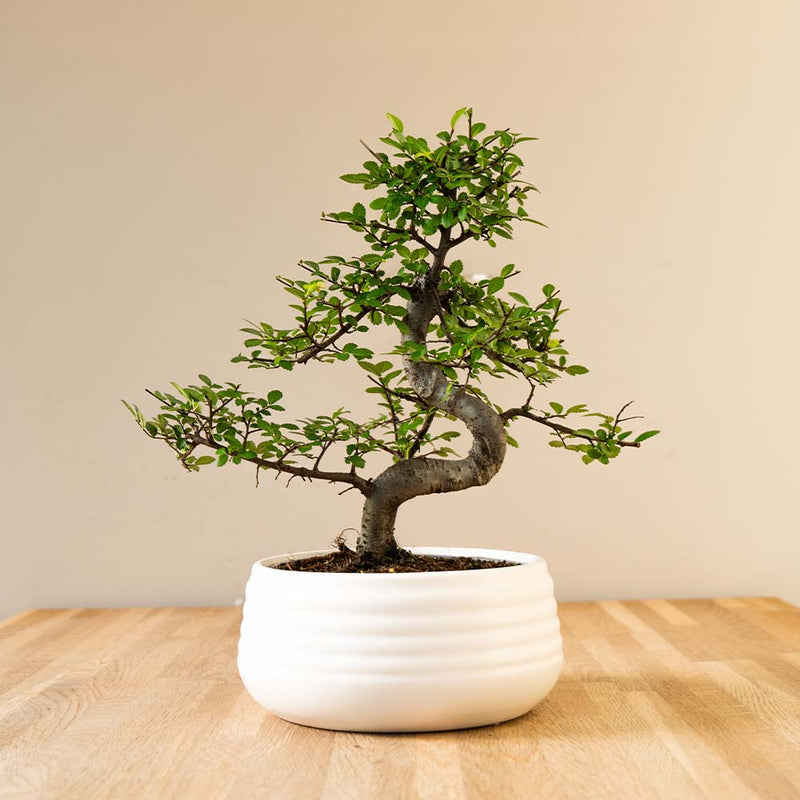 Zelkova Marui